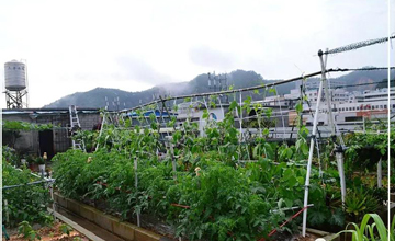 聽說了嗎，多米居然開始搞副業(yè)了？